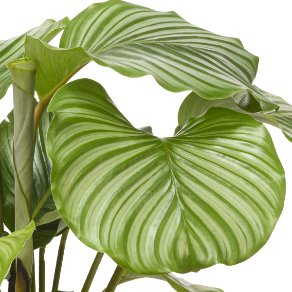 floraprima Calathea Orbifolia Letzter Tag