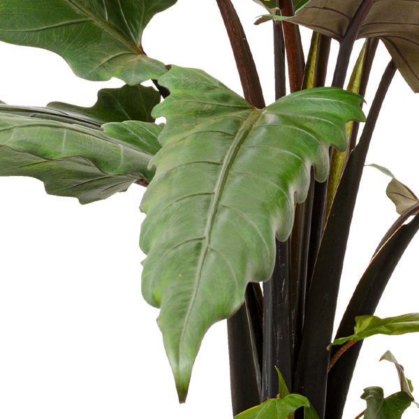 floraprima Pfeilblatt (Alocasia Lauterbachiana) Bis zu 50% Rabatt