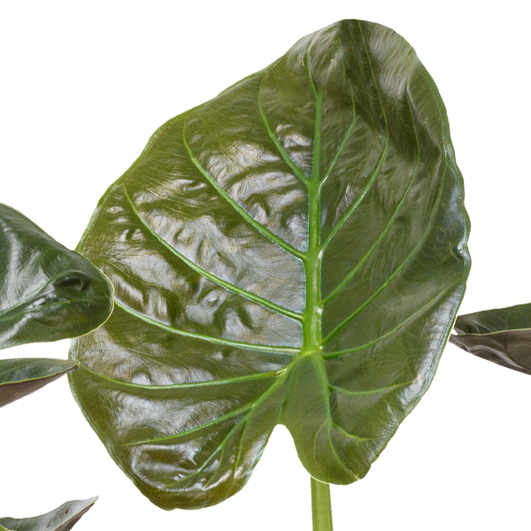 floraprima Pfeilblatt (Alocasia wentii) Bis zu 60% Rabatt