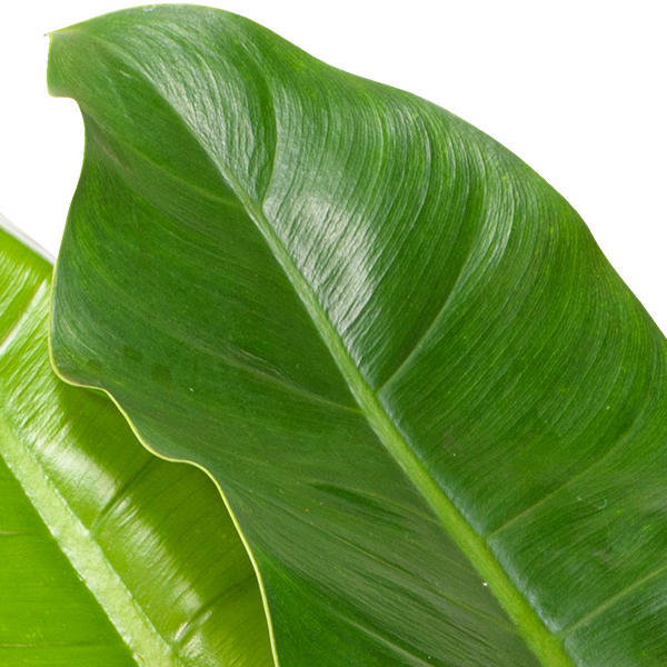 floraprima Philodendron Imperial Green Bis zu 65% Rabatt