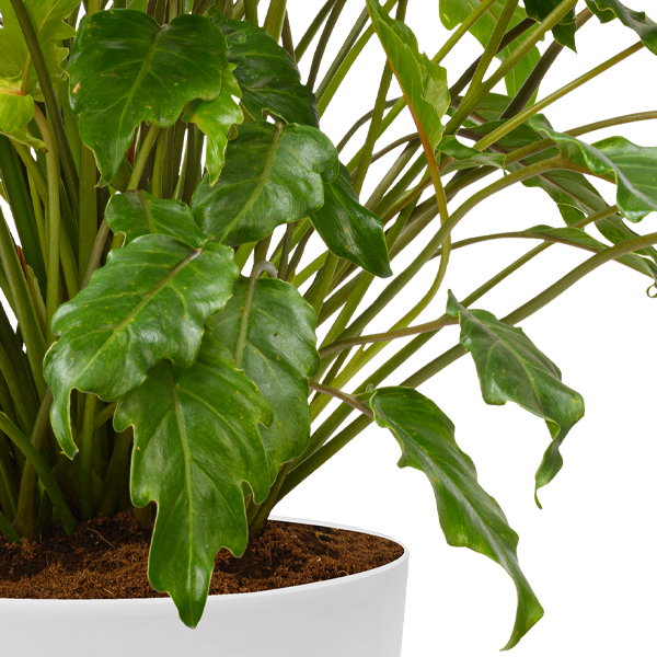 floraprima Philodendron Xanadu Nur für heute