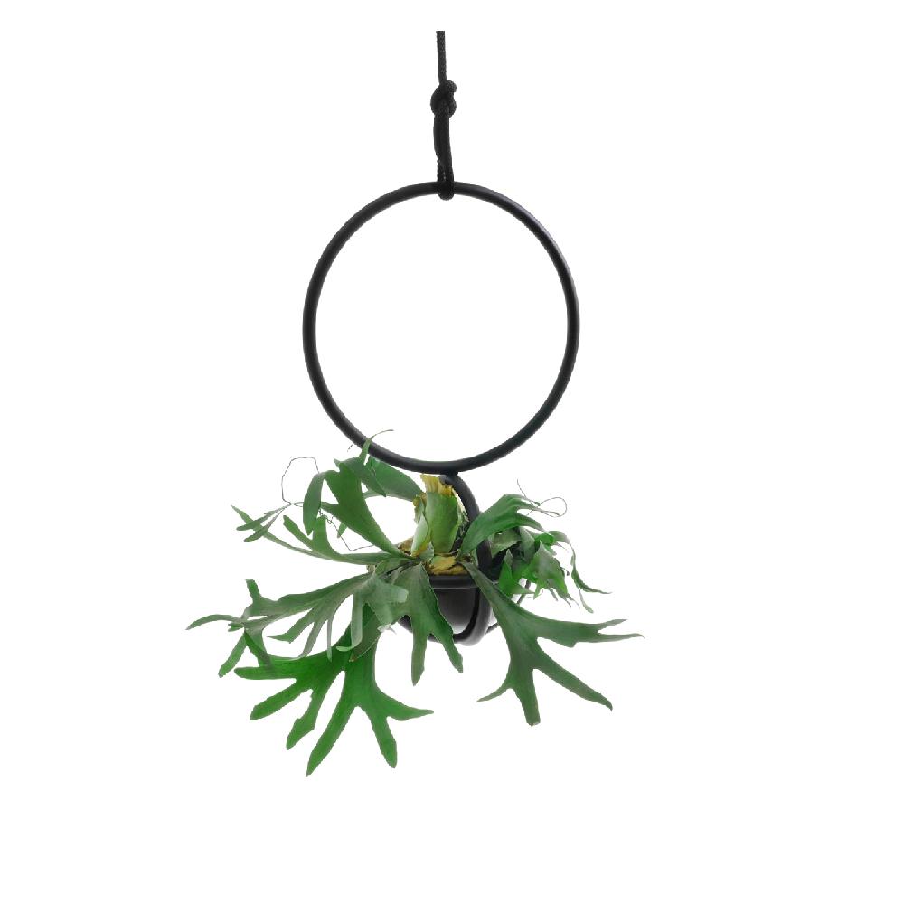 Seipp Blumenkugel Produkte Accessoires Vasen und Pflanzgefäße